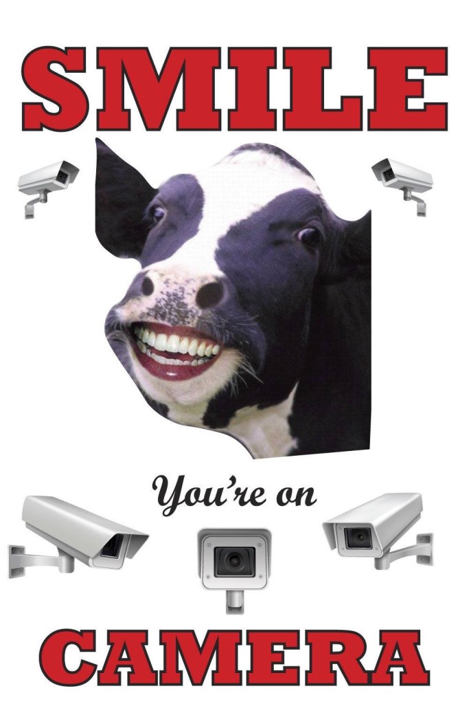 This image has an empty alt attribute; its file name is cow-camera-sign-1.jpg