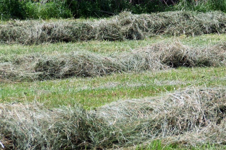 This image has an empty alt attribute; its file name is wind-rows-of-raked-hay.jpg